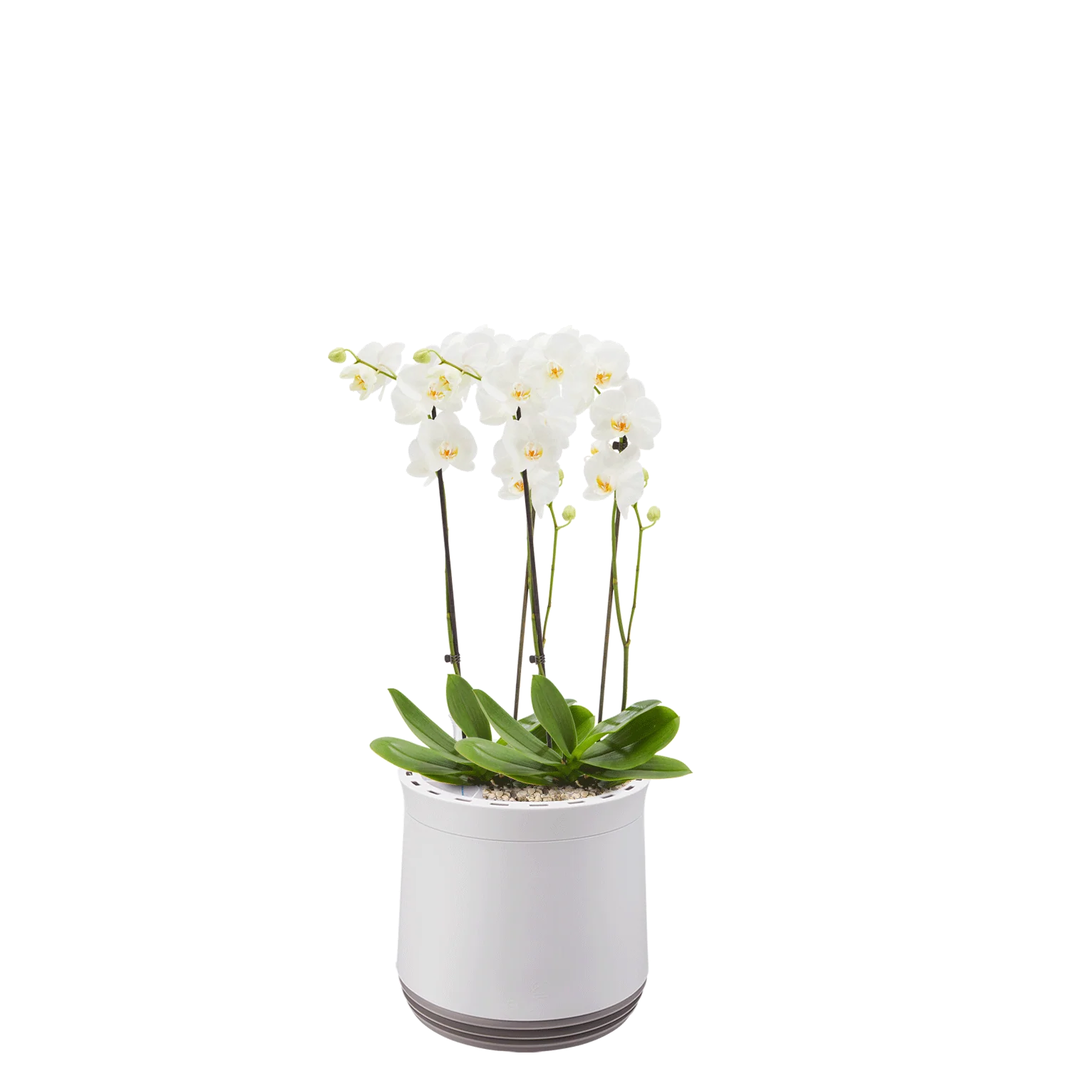 AIRY System M Orchidee - Image 13