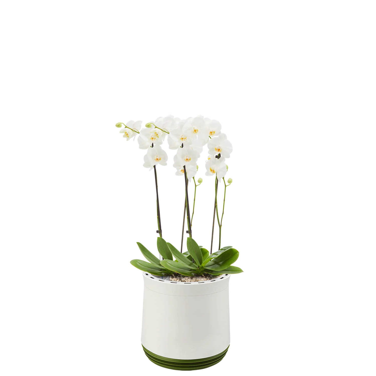 AIRY System M Orchidee - Image 14