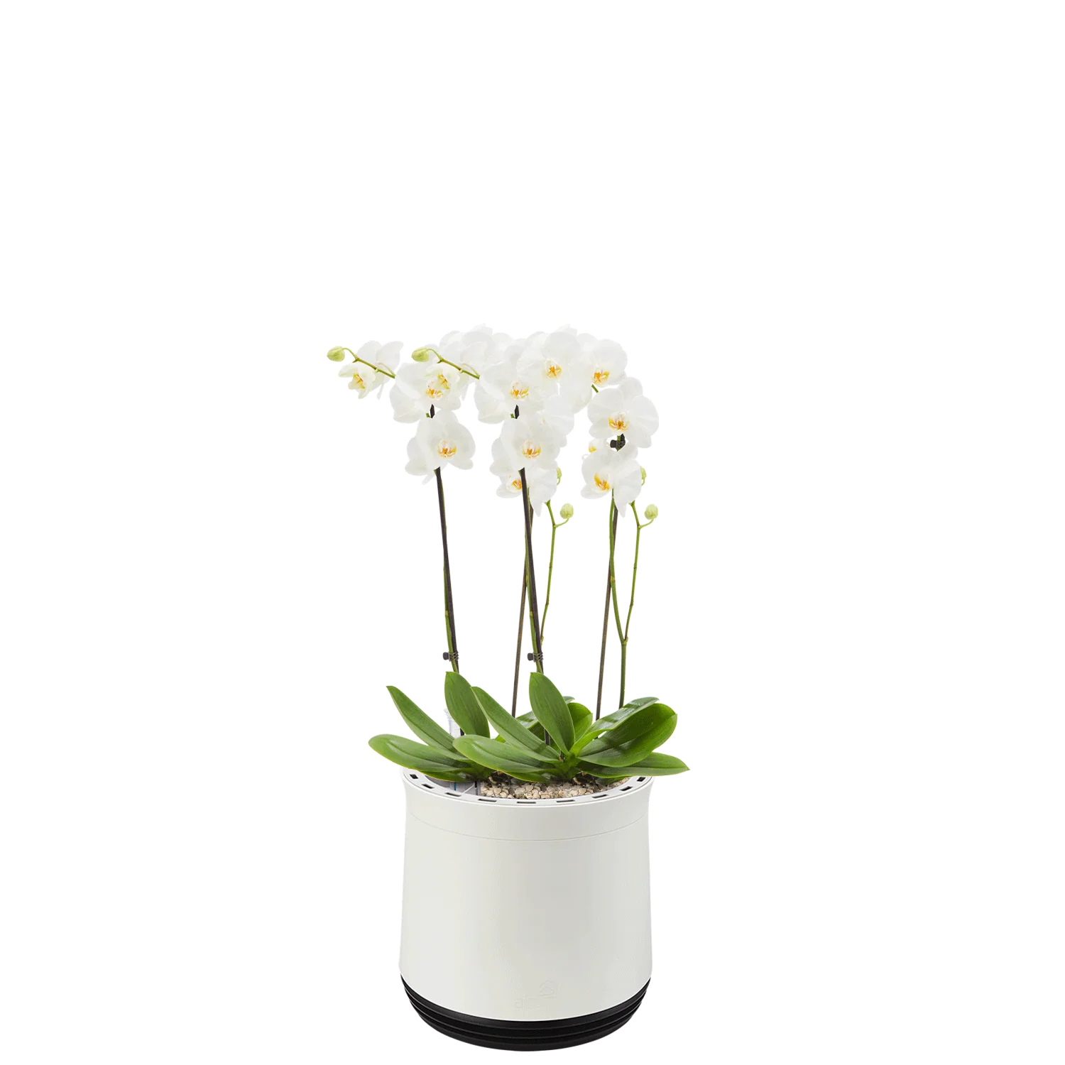 AIRY System M Orchidee - Image 15