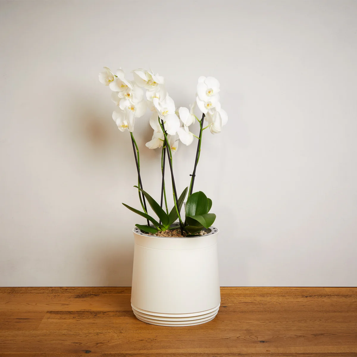 AIRY System M Orchidee - Image 16