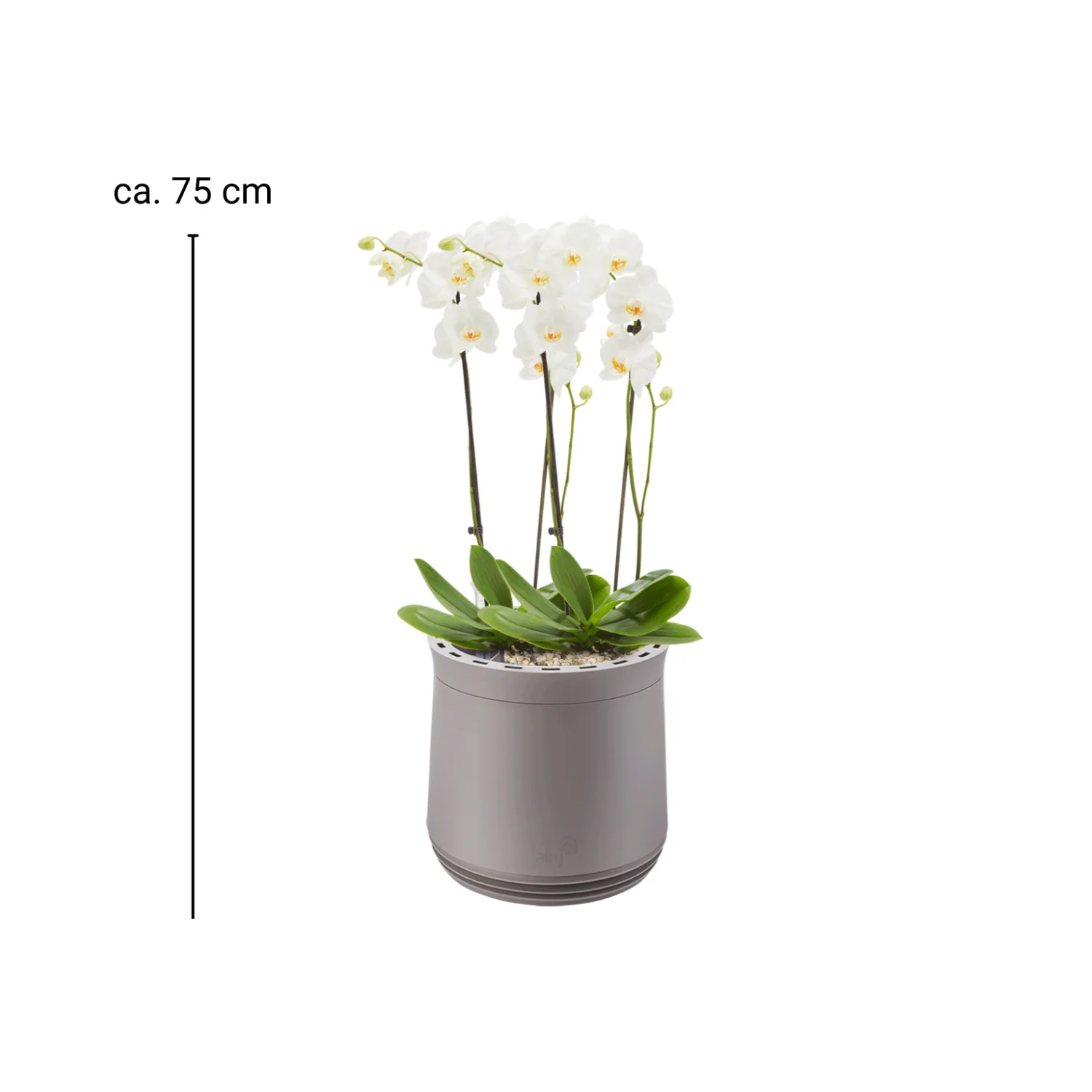 AIRY System M Orchidee - Image 7