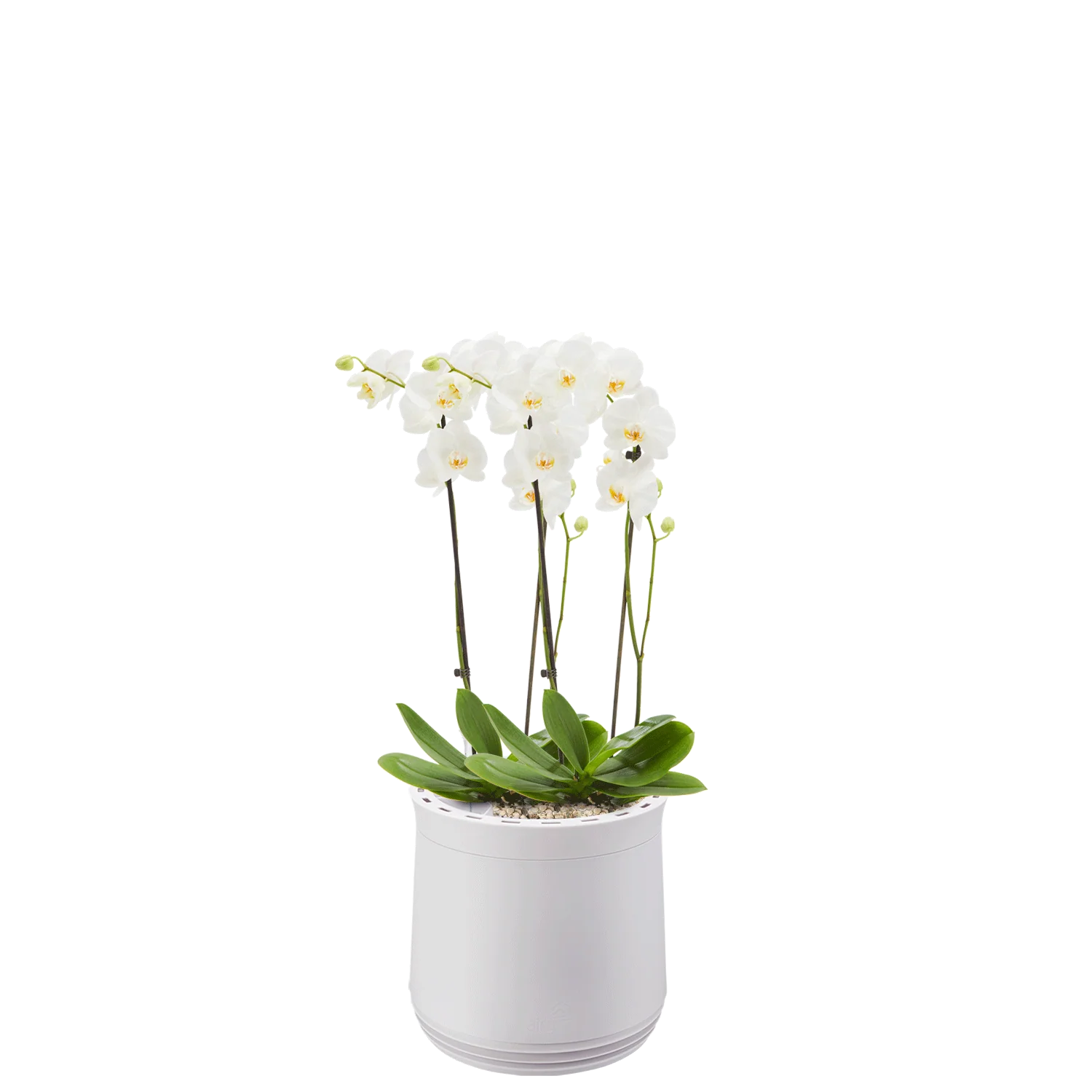 AIRY System M Orchidee - Image 9