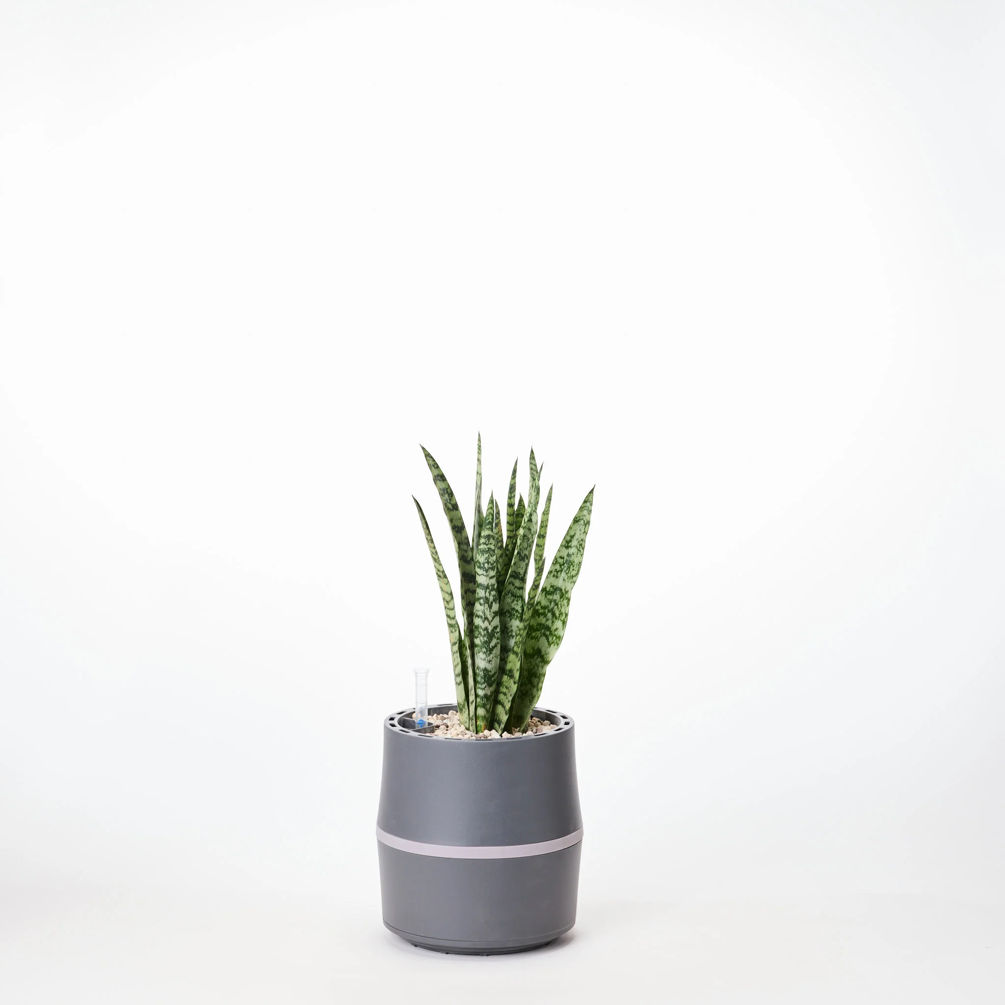 AIRY System S mit Bogenhanf Zeylanica - Image 11