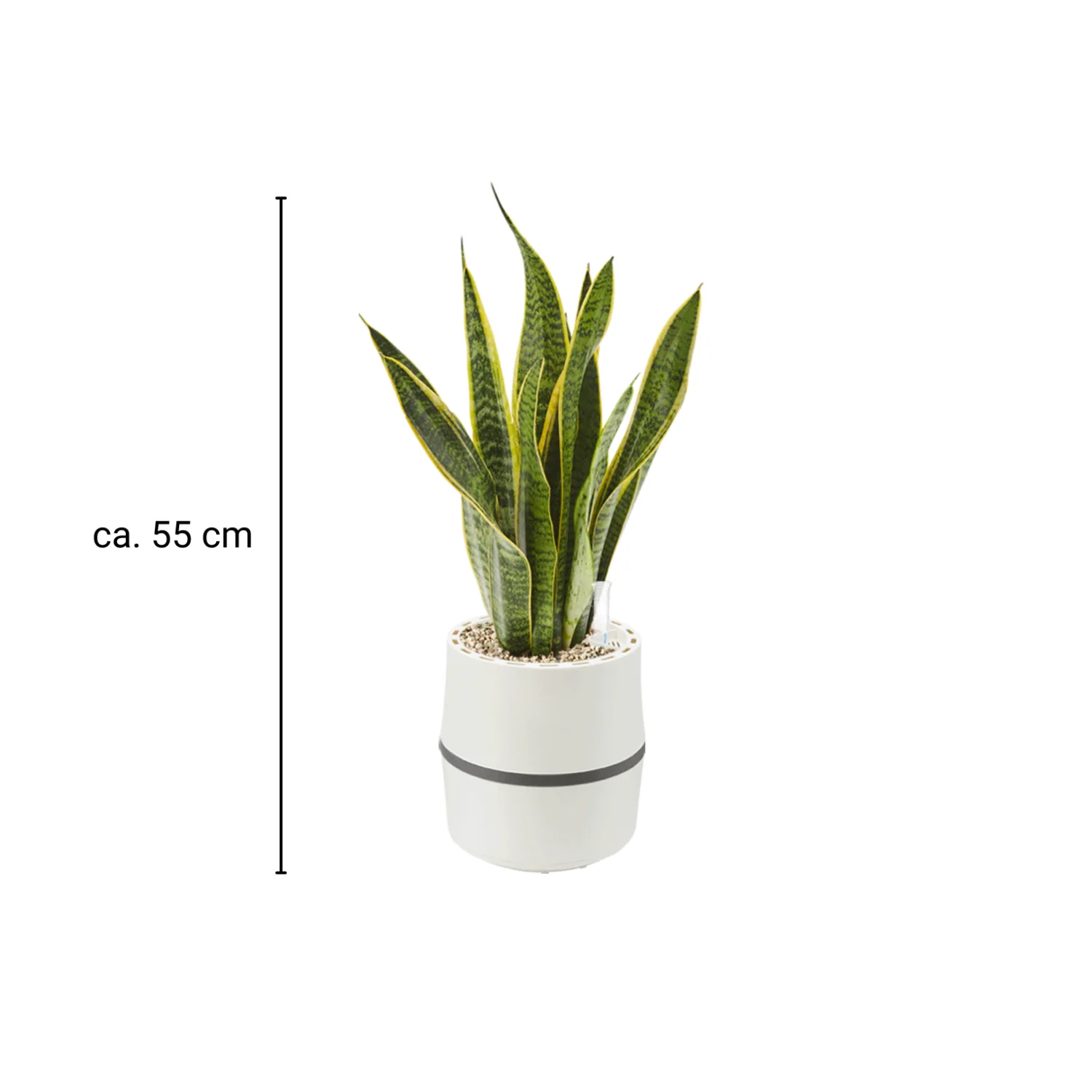 AIRY System S mit Bogenhanf Zeylanica - Image 9