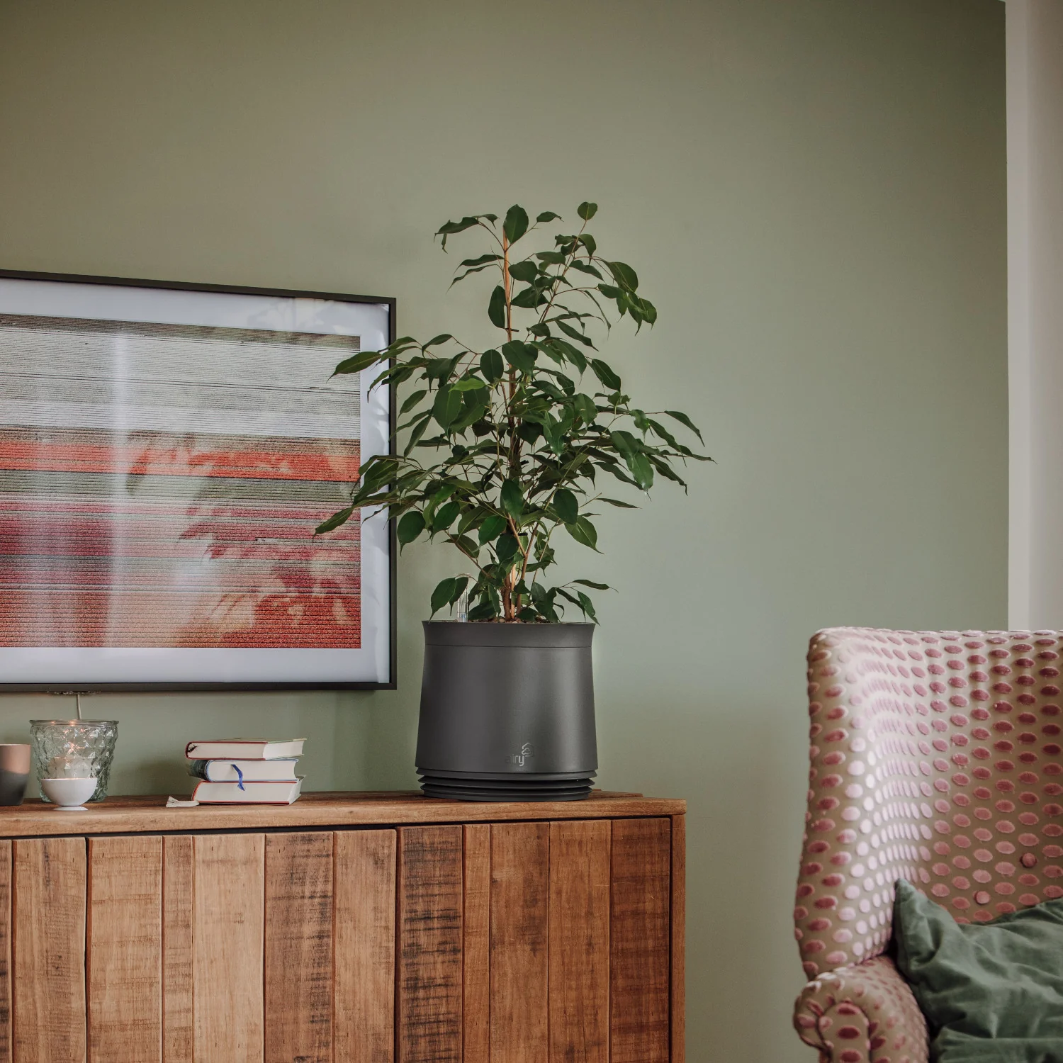 Birkenfeige Ficus Exotica - Image 3
