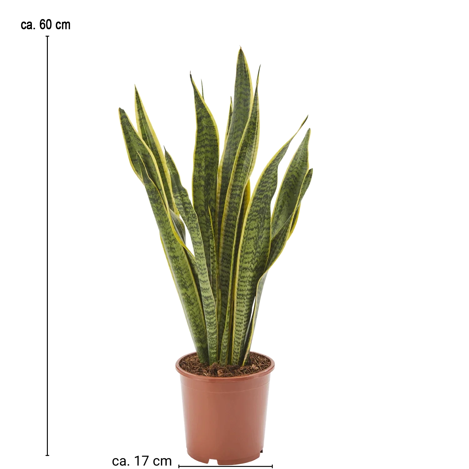 Bogenhanf Sansevieria Laurentii - Image 3