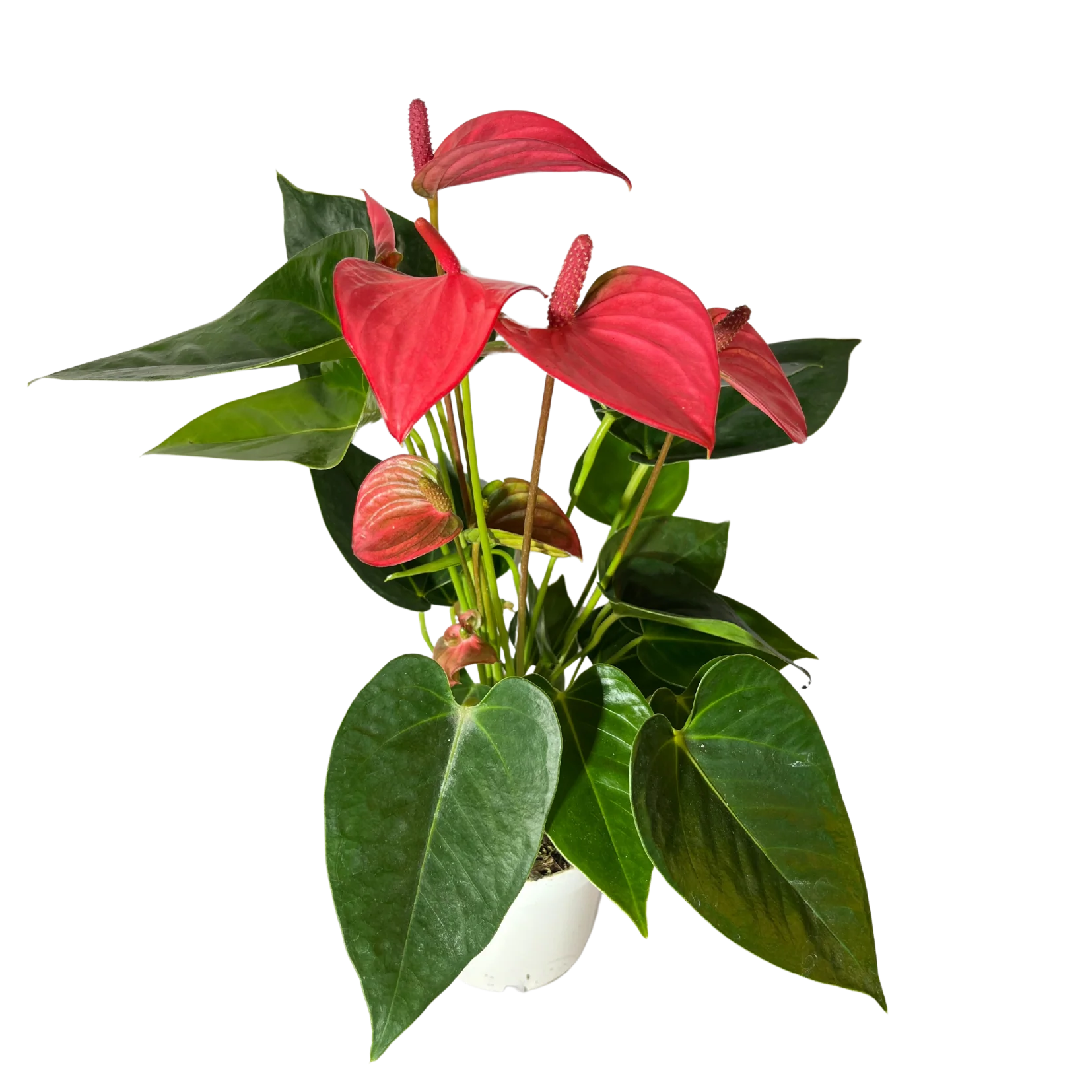 Flamingoblume Anthurie rot rosé creme 12cm - Image 3