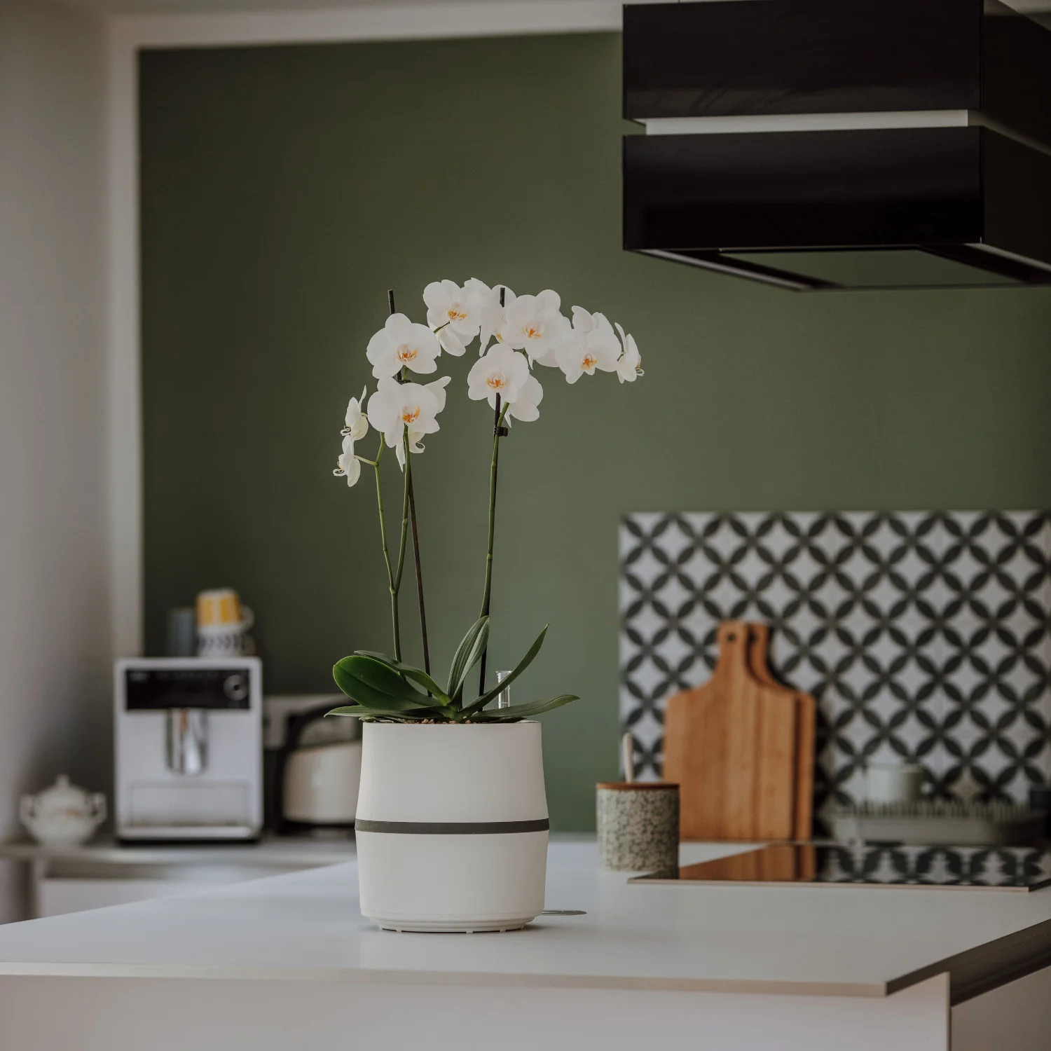 Orchidee Phalaenopsis - Image 3