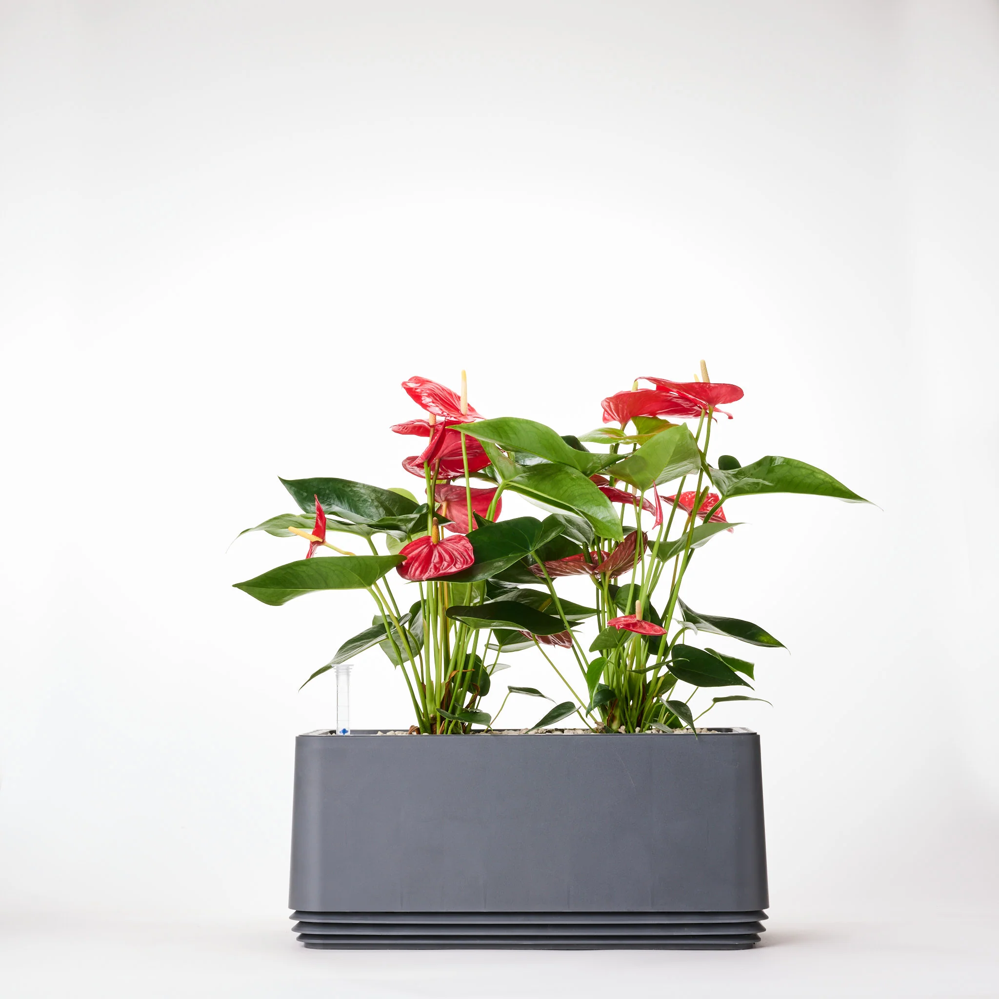 Rote Eleganz - Image 4