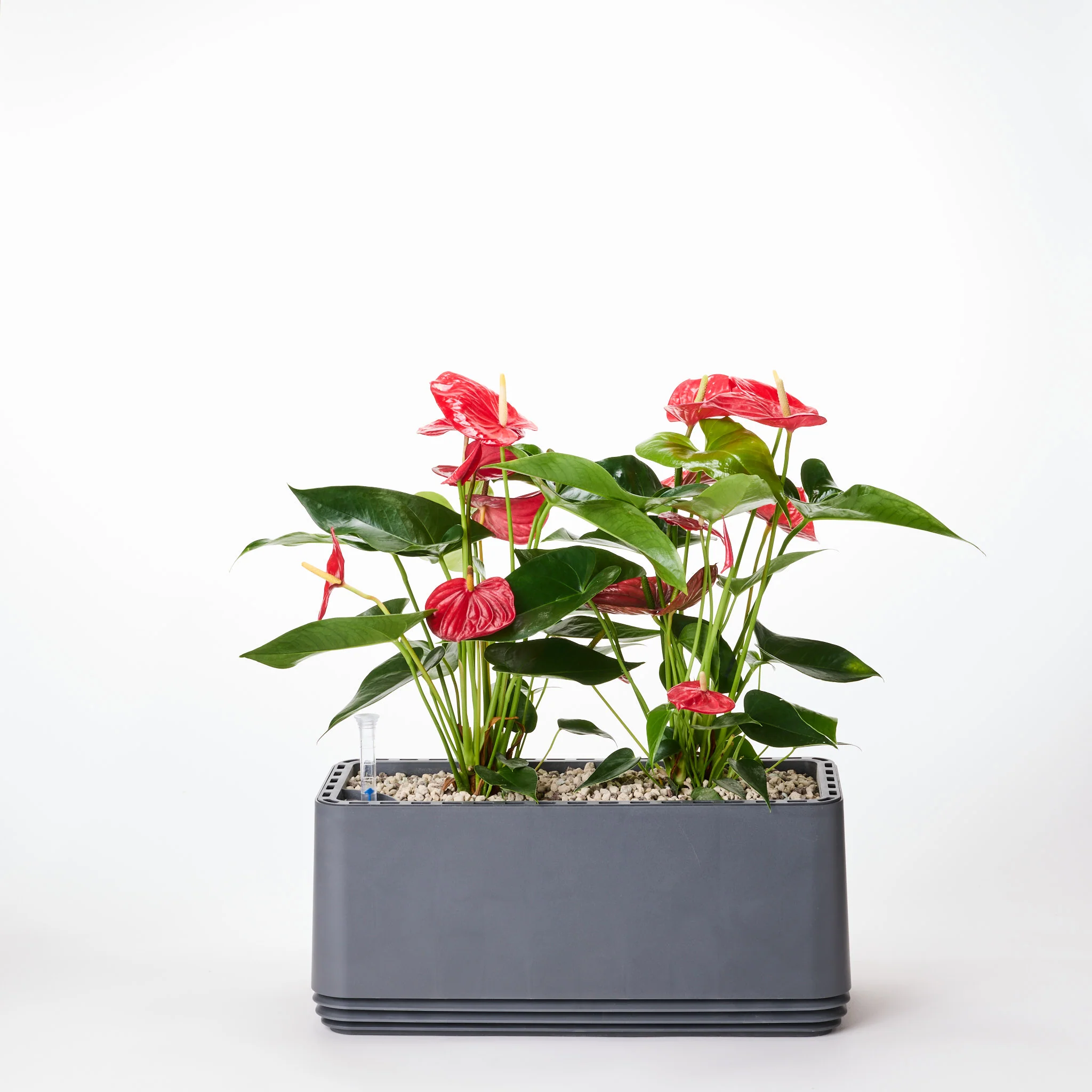 Rote Eleganz - Image 5