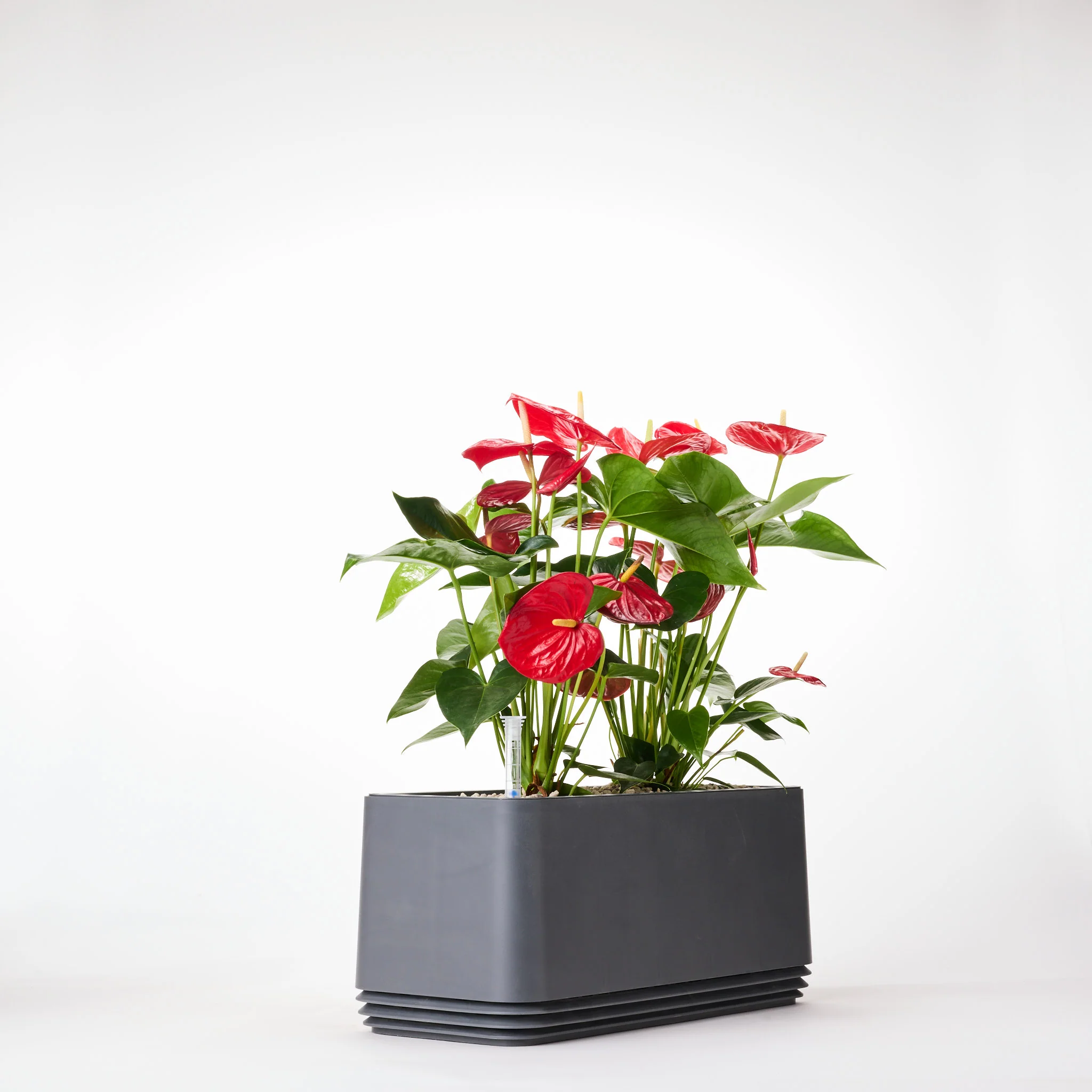Rote Eleganz - Image 6