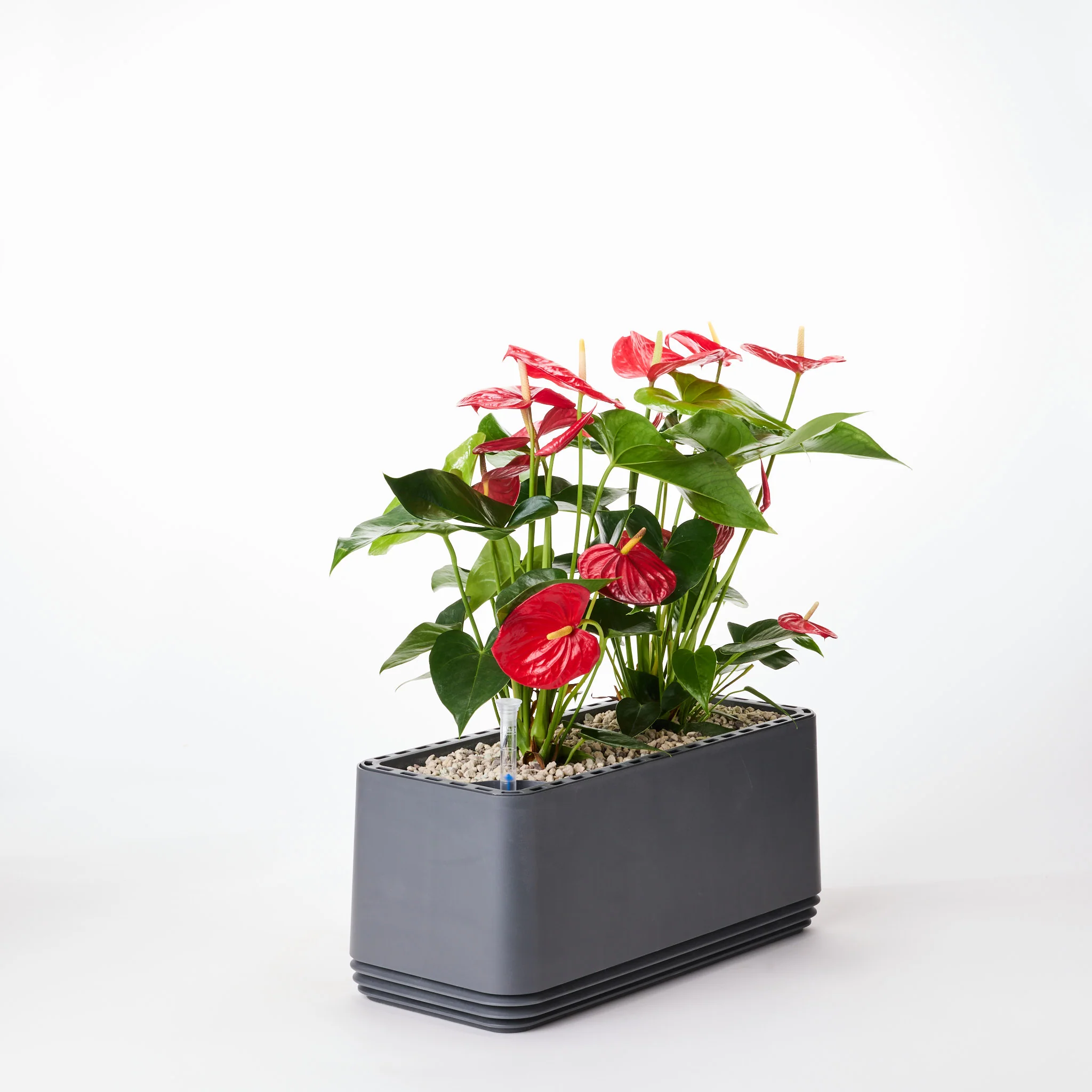 Rote Eleganz - Image 7