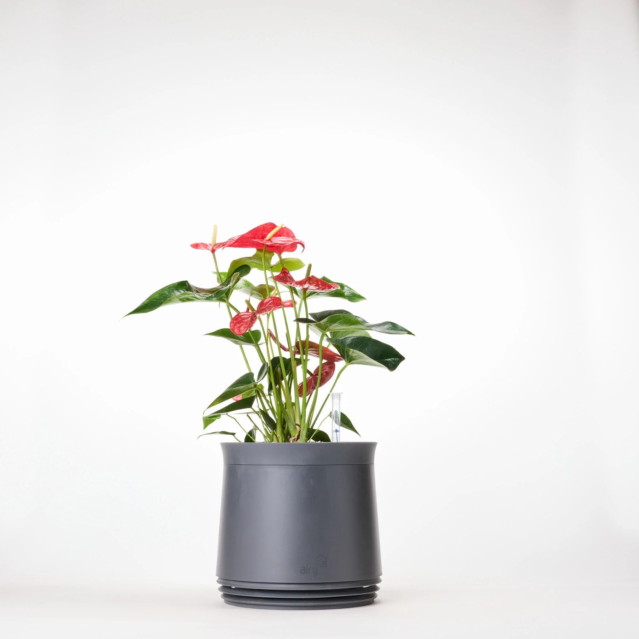 AIRY System M Flamingoblume Anthurie rot - Image 10