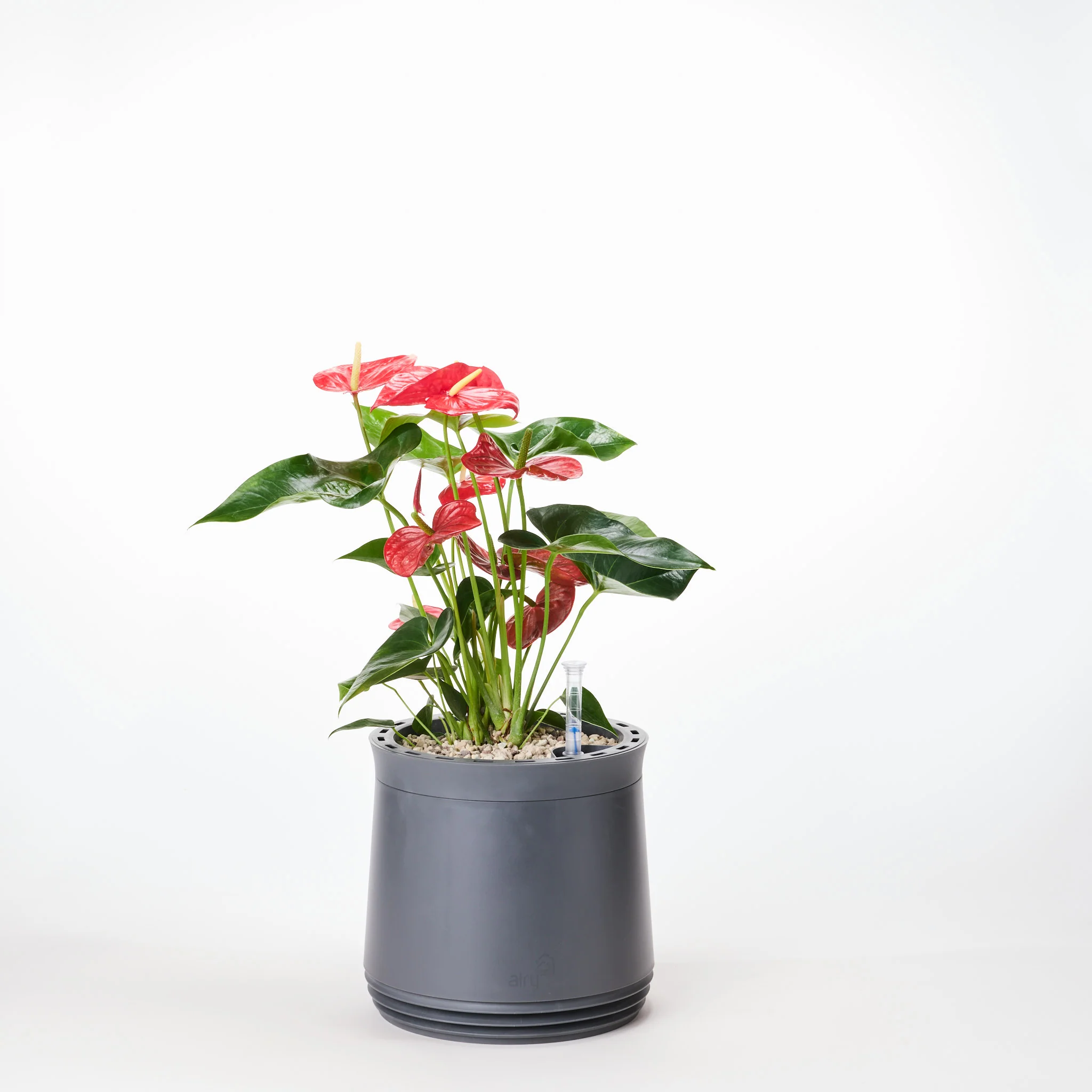 AIRY System M Flamingoblume Anthurie rot - Image 11