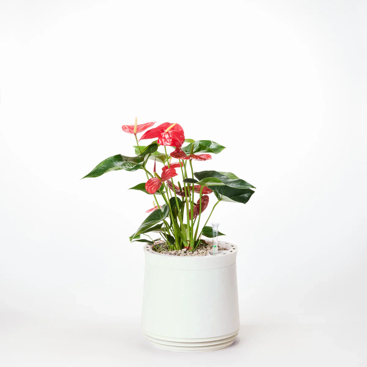 AIRY System M Flamingoblume Anthurie rot - Image 12