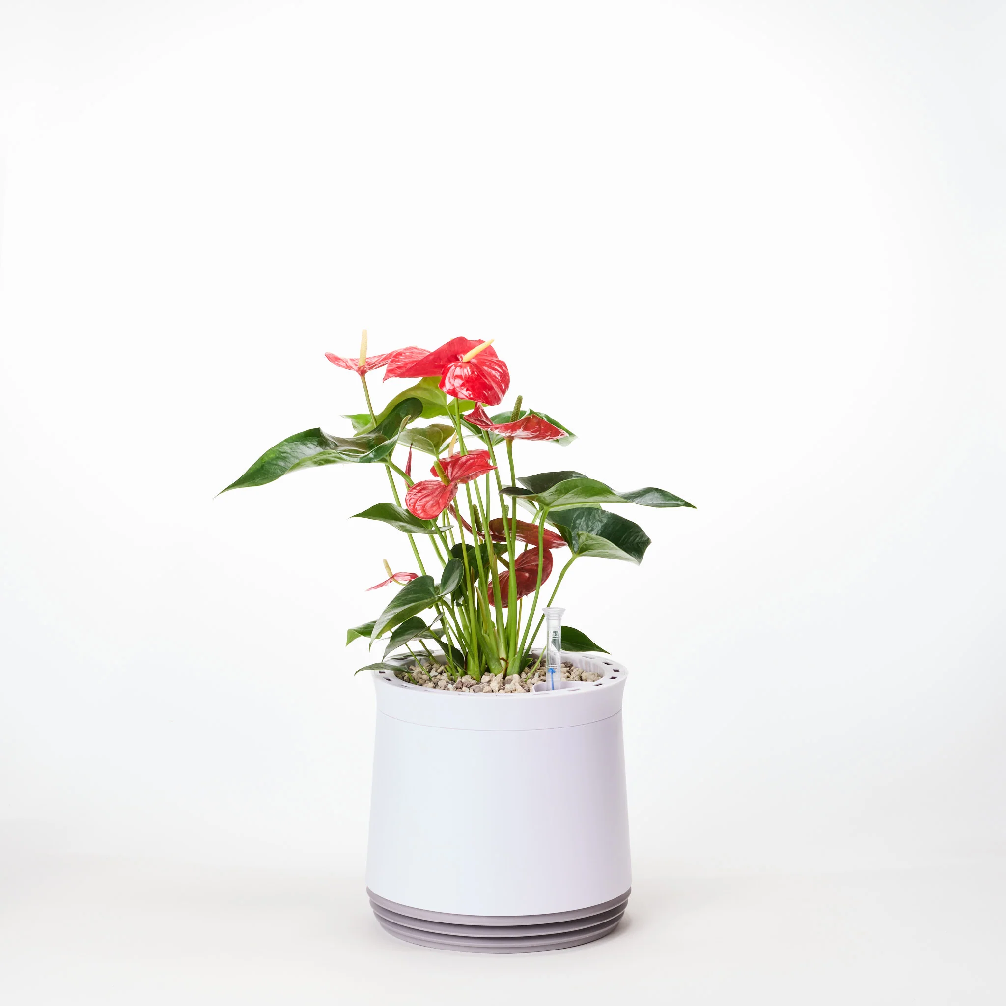 AIRY System M Flamingoblume Anthurie rot - Image 5