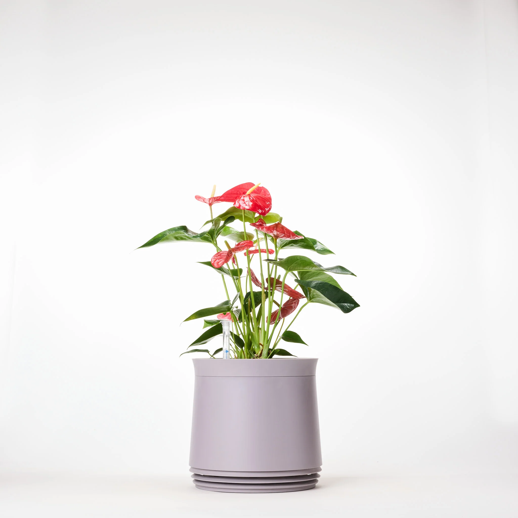 AIRY System M Flamingoblume Anthurie rot - Image 6