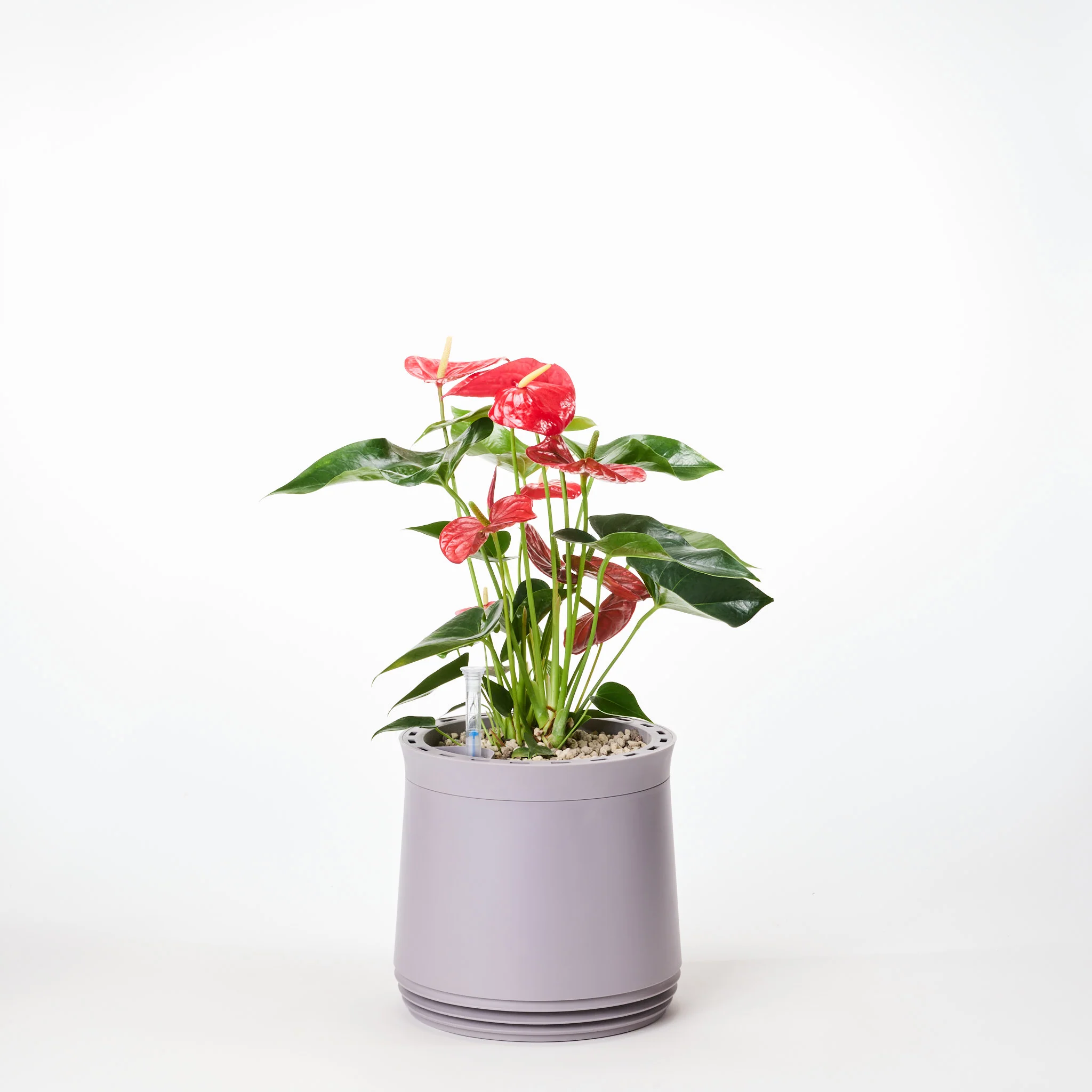AIRY System M Flamingoblume Anthurie rot - Image 7