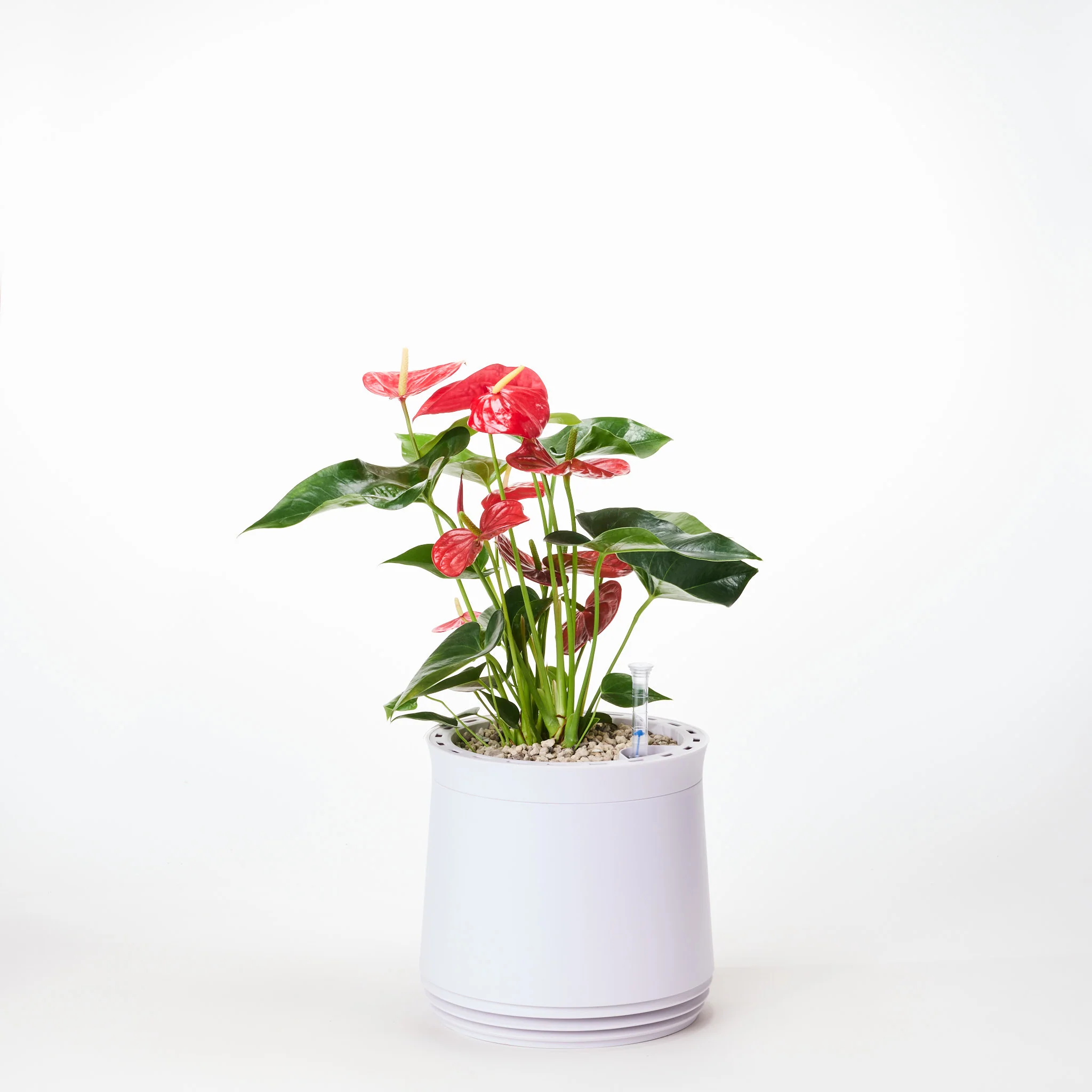 AIRY System M Flamingoblume Anthurie rot - Image 8