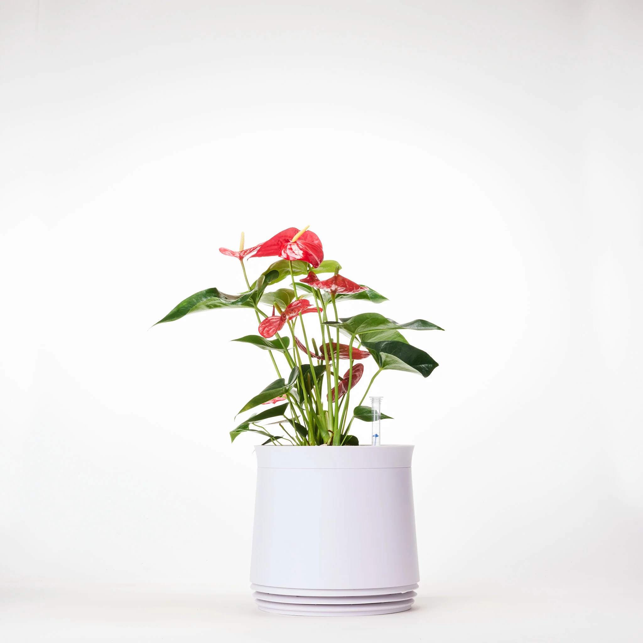 AIRY System M Flamingoblume Anthurie rot - Image 9